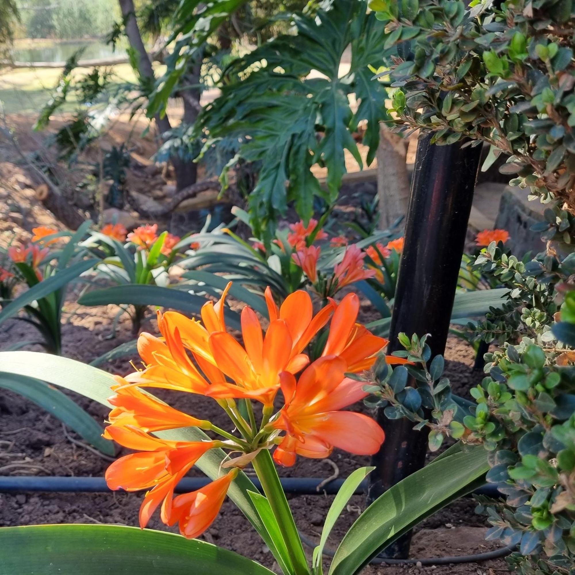 פרטוריה Bass Lake Country Lodge מראה חיצוני תמונה